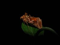 Autographa jota