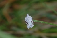 Acleris kochiella