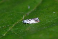 Ancylis laetana