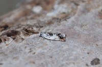 Ancylis laetana