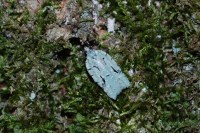 Acleris literana