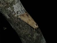 Apamea lithoxylaea