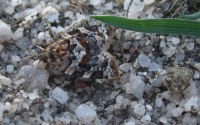 Argyrotaenia ljungiana