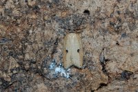 Acleris lorquiniana