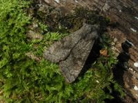 Aporophyla lueneburgensis