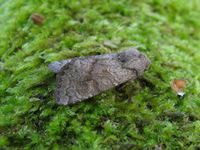 Aporophyla lueneburgensis