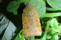 Agrochola lychnidis