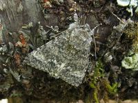 Acronicta megacephala