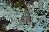 Apaidia mesogona