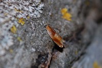 Ancylis mitterbacheriana