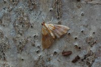 Agrotera nemoralis