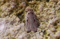 Agonopterix ocellana