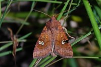 Amphipoea oculea