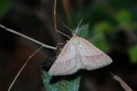 Aplasta ononaria