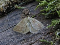 Aplasta ononaria