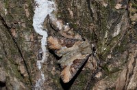 Lateroligia ophiogramma