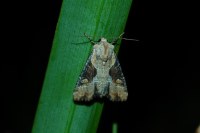 Lateroligia ophiogramma