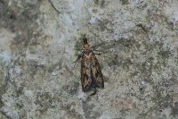 Aplota palpella