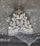 Aglossa pinguinalis