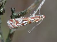 Acrobasis porphyrella
