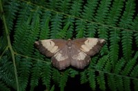 Angerona prunaria