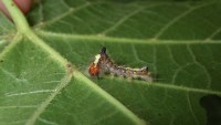 Acronicta psi