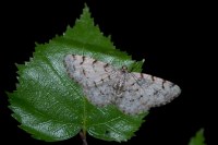 Aethalura punctulata