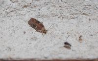Agonopterix purpurea