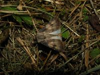 Agrotis puta