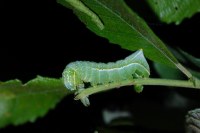 Amphipyra pyramidea