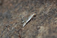 Anasphaltis renigerellus