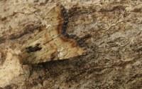 Apamea scolopacina