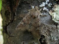 Apamea sordens