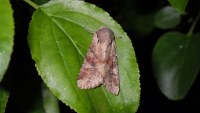 Apamea sordens