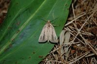 Globia sparganii