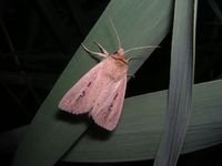 Globia sparganii