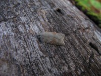Acleris sparsana