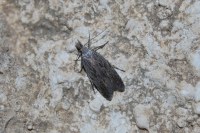 Anarsia spartiella