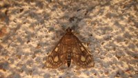 Anania stachydalis