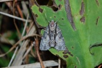 Acronicta strigosa