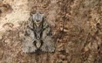 Acronicta strigosa