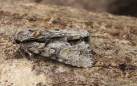 Acronicta strigosa