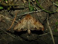 Apamea sublustris