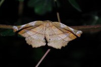 Apeira syringaria