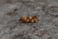 Aethes tesserana
