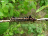 Acronicta tridens