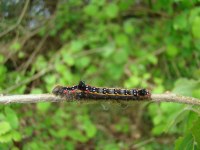 Acronicta tridens