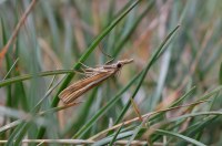 Agriphila tristella