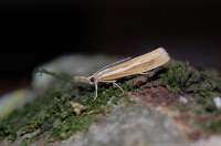 Agriphila tristella