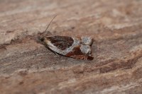 Ancylis unculana